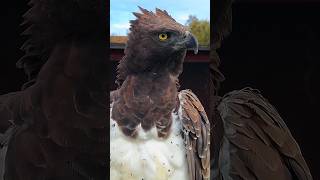 Crazy peregrine falcon attacking mood 😧👑🦅 YouTubeshorts falconattack fyp [upl. by Crifasi212]