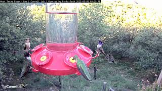 Hybrid Hummingbird Male Blackchinned x Lucifer Visits West Texas Feeder Cam – Sept 5 2023 [upl. by Uhej674]