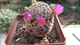 Mammillaria hernandezii [upl. by Oicnedif751]