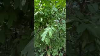 Wrightia tinctoria a medicinal tree of Odisha used [upl. by Kelsey]