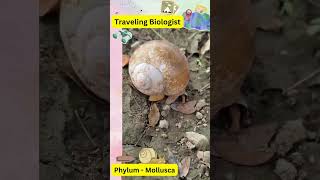 Phylum Mollusca neet trending viralvideo biology class11 [upl. by Egres16]