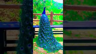 Red peacock foryou fun funny funnyvideo fypシ゚viral fyp fypyoutube [upl. by Hepsiba]