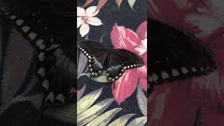 Spicebush Swallowtail Butterfly butterflies [upl. by Icaj]