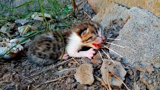 Homeless kittens Are Screaming For Their Mother Cat [upl. by Lynus]