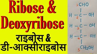 structure of Ribose and Deoxyribose ribose and Deoxyribose structure carbohydrate bsc 3rd year [upl. by Haliehs]