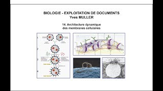 14 Architecture dynamique des membranes cellulaires [upl. by Kunkle]