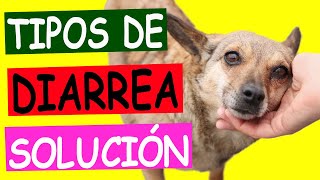 Tipos de DIARREA EN PERROS Una Guía Completa [upl. by Ravi]