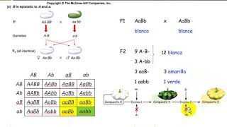 Epistasis simple dominante [upl. by Hersch]