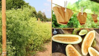 Saatgutvermehrung im Hobbygarten 🌾🌻 Wichtige Grundlagen Bestäubung Verkreuzung Botanik Isolation [upl. by Merill152]