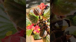 Both Begonias got back life 🥰MyBitsyHappiness shortsviral like life gardening begonia [upl. by Longfellow]