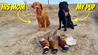 Pheasant Hunting South Dakota  Solo Public Land Roosters [upl. by Bambie240]