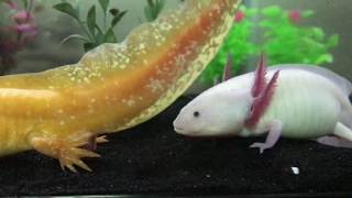 Axolotls breeding [upl. by Noffets105]