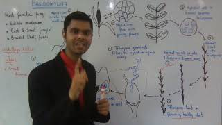 1st year Biology Kingdom Protista Ch 8 Ustilago tritici Life cycle Lec 10 [upl. by Firehs]