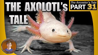 The Axolotls Tale [upl. by Eceinaj]