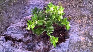 Starting a tropical tree orchard in Florida avocado and limequat [upl. by Ubald]