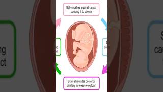 oxytocin induced labor physiology pregnancy [upl. by Nyliak]