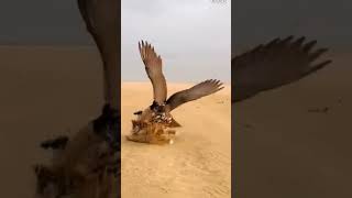 saker falcon vs busterdblack saker falconperagiren falconfalcon vs bustard viralvideoshortvideo [upl. by Jacklin]