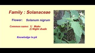 Family Solanaceae [upl. by Jamey]