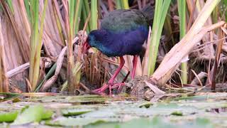 Stanford Village Birding William Appel Dam [upl. by Nirret287]