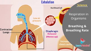 Respiration in Organisms Class 7 Science  Breathing and Breathing Rate [upl. by Pegma]