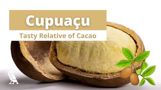 What is Cupuaçu  Fruits You Probably Never Heard Of  Ep 17 [upl. by Nnylaehs]