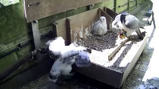 Salisbury Cathedral  Why is there an extra chick in our peregrine nest [upl. by Grantland]