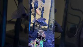 African Cichlids 🐠 africancichlid africancichlidtank fish fishtank aquarium ytshorts shorts [upl. by Nodnarb378]