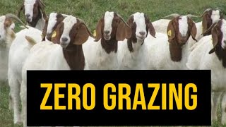 Why you need to consider ZERO GRAZING IDEA in Goat farming [upl. by Thelma699]