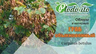 Граб обыкновенный  Carpinus betulus [upl. by Ziom]