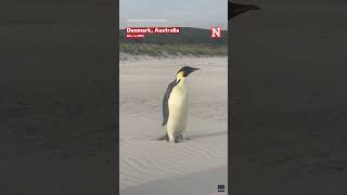 Australian Family Encounters Emperor Penguin Very Far From Home [upl. by Shaine]