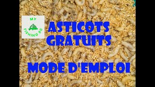 TUTO ASTICOT GRATUIT produisez vousmême vos asticots MODE DEMPLOI [upl. by Madeline]