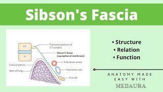 Sibson’s Fascia  Thorax Anatomy  First year MBBS  MedAura [upl. by Onairotciv839]