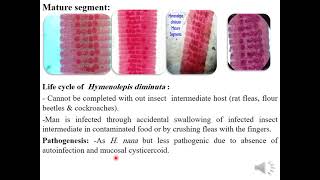 Family Hymenolepididae Hymenolepis nana H diminuta H carioca H lanceolate [upl. by Oinotnas]