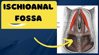 Ischioanal fossa  Anatomy location and contents of the ischioanal fossa [upl. by Dominick]