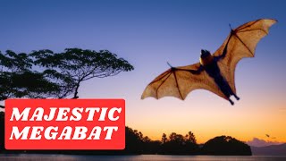 What Makes the Giant Golden Crowned Flying Fox Bat a Must See in the Philippines [upl. by Atteuqnas937]