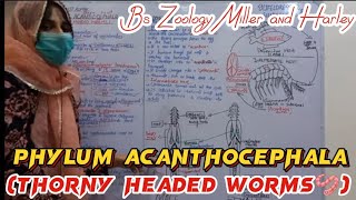 Phylum Acanthocephala  Thorny headed worms  Life Cycle of Acanthocephala  Bsc zoology [upl. by Enelie962]