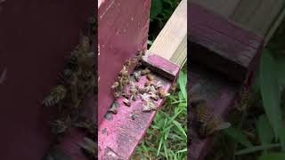 InstantVap Varroa Mite Treatment honeybees bees [upl. by Oilasor]