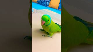 My beautiful talkative parrot zoomi [upl. by Aube]