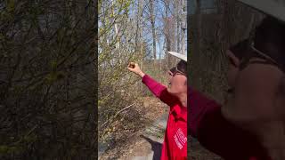 Spicebush Lindera benzoin  A Native Plant for Butterflies [upl. by Edi463]