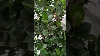 Ficus microcarpa natasgardening plants ficusplantcare gardening subscribe [upl. by Aynad]