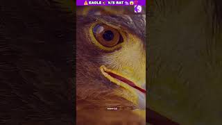 Eagle ⚠️ VS Rat 😱⁉️ shorts animals [upl. by Ludie820]