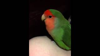 Peach faced lovebird sings his lullaby [upl. by Dianthe393]