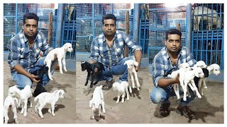 Bakri ke bacche ko Marne se kaise bachaye by Asif STD STAR GOATS FARM [upl. by Reeta]