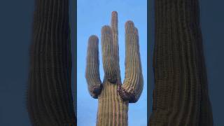 How Can Saguaros Survive This saguaro cactus nature plants succulents shorts sonorandesert [upl. by Alayne691]