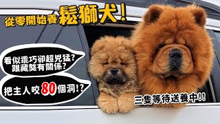 【從零開始養】鬆獅犬獅子犬把主人咬80個洞看似乖巧卻超兇猛跟藏獒有關係3隻等待送養中【許伯簡芝】Chow Chow [upl. by Feriga]