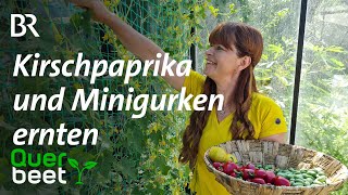 Kirschpaprika und Minigurken ernten  Tipps von Sabrina [upl. by Knorring]