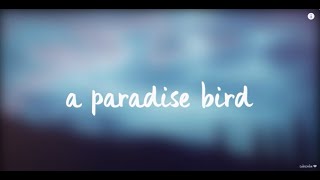 A Paradise Bird Lyrics [upl. by Eniamrahc]