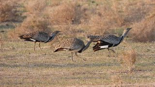 Houbara Bustards Chlamydotis undulata fuertaventurae Lanzarote [upl. by Aiuqes]