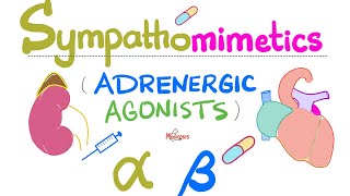 Sympathomimetics Adrenergic Agonists—Epinephrine Norepinephrine  Alpha amp Beta Receptors [upl. by Ecenahs]