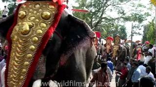 Mass elephants rally in Kerala India [upl. by Elka577]